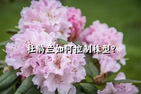 杜鹃兰如何控制株型？