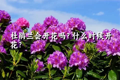 杜鹃兰会开花吗？什么时候开花？