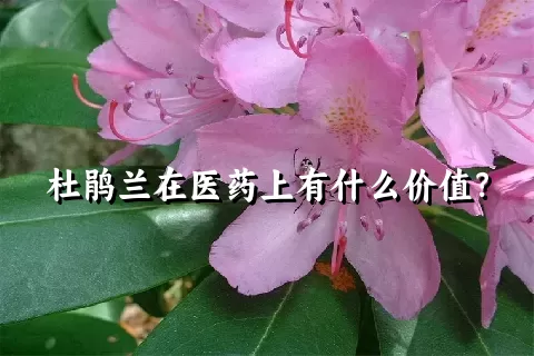 杜鹃兰在医药上有什么价值？