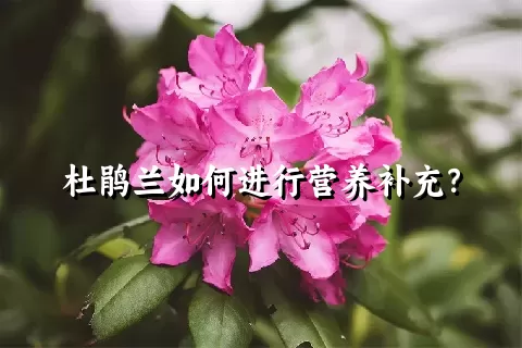 杜鹃兰如何进行营养补充？