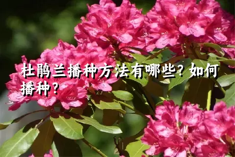 杜鹃兰播种方法有哪些？如何播种？