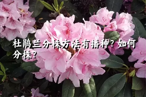 杜鹃兰分株方法有播种？如何分株？