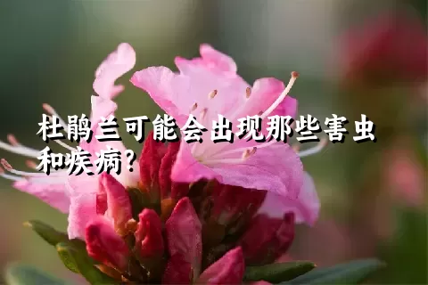 杜鹃兰可能会出现那些害虫和疾病？