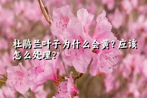 杜鹃兰叶子为什么会黄？应该怎么处理？