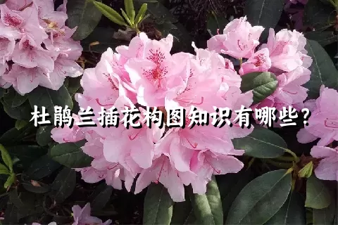 杜鹃兰插花构图知识有哪些？