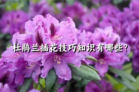 杜鹃兰插花技巧知识有哪些？