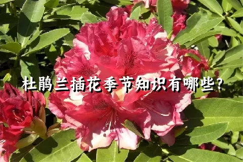 杜鹃兰插花季节知识有哪些？