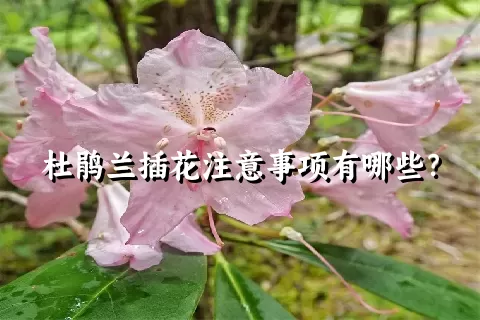 杜鹃兰插花注意事项有哪些？