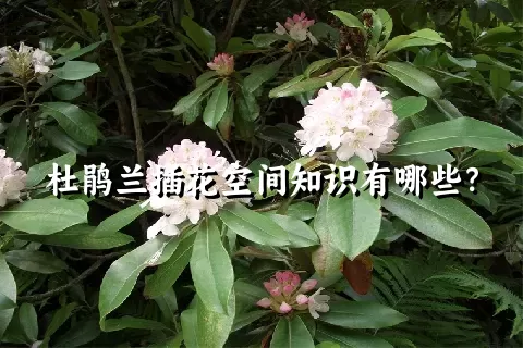 杜鹃兰插花空间知识有哪些？