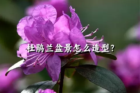 杜鹃兰盆景怎么造型？