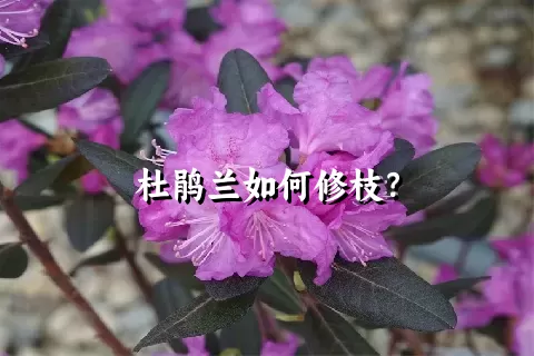 杜鹃兰如何修枝？