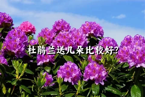 杜鹃兰送几朵比较好？