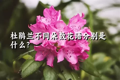 杜鹃兰不同朵数花语分别是什么？