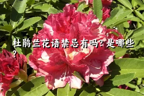 杜鹃兰花语禁忌有吗？是哪些？