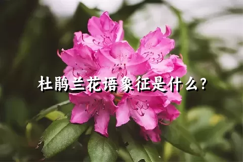 杜鹃兰花语象征是什么？