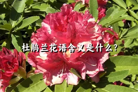 杜鹃兰花语含义是什么？