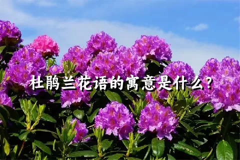 杜鹃兰花语的寓意是什么？