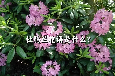 杜鹃兰花语是什么？