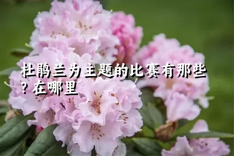 杜鹃兰为主题的比赛有那些？在哪里