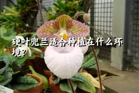 硬叶兜兰适合种植在什么环境？