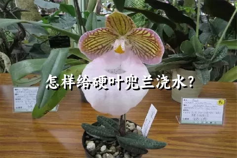 怎样给硬叶兜兰浇水？