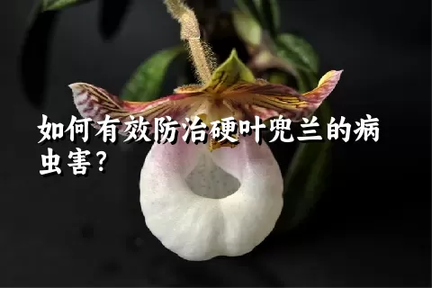 如何有效防治硬叶兜兰的病虫害？