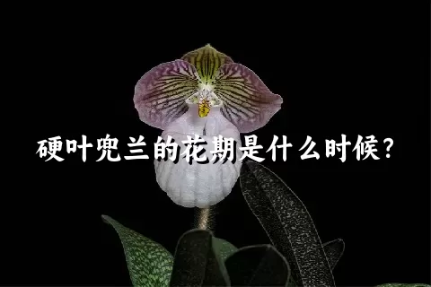 硬叶兜兰的花期是什么时候？