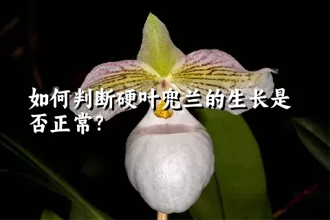 如何判断硬叶兜兰的生长是否正常？