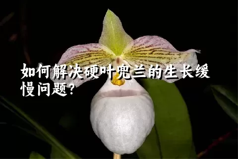 如何解决硬叶兜兰的生长缓慢问题？