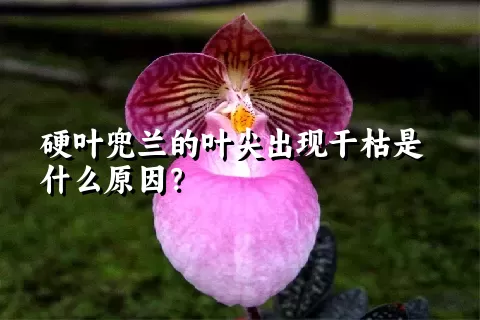 硬叶兜兰的叶尖出现干枯是什么原因？