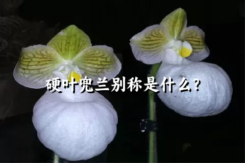 硬叶兜兰别称是什么？