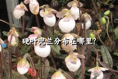 硬叶兜兰分布在哪里?