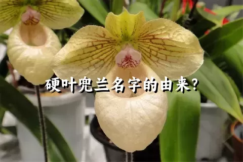 硬叶兜兰名字的由来？