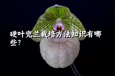 硬叶兜兰栽培方法知识有哪些？