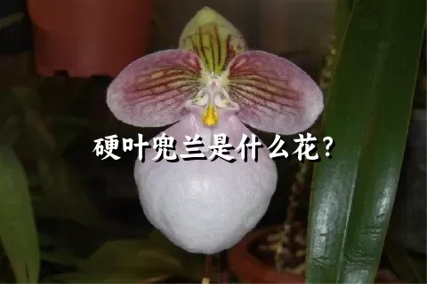 硬叶兜兰是什么花？