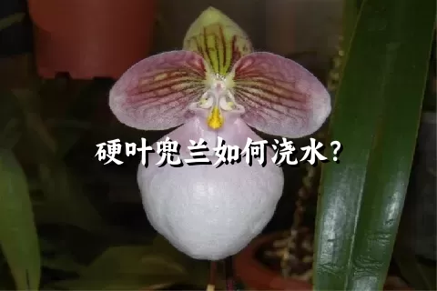 硬叶兜兰如何浇水？