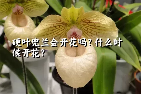 硬叶兜兰会开花吗？什么时候开花？