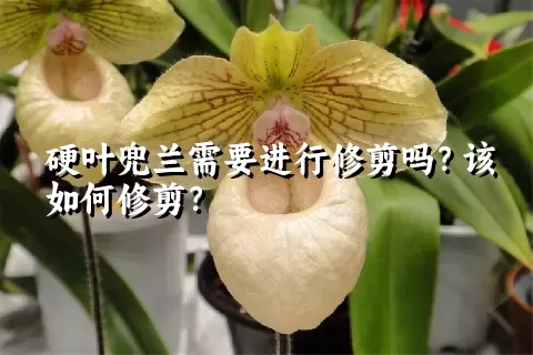 硬叶兜兰需要进行修剪吗？该如何修剪？