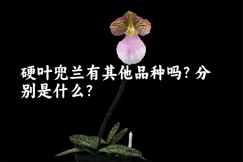 硬叶兜兰有其他品种吗？分别是什么？