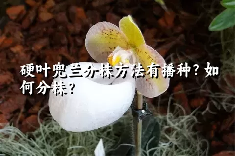 硬叶兜兰分株方法有播种？如何分株？