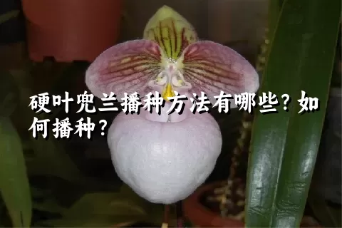 硬叶兜兰播种方法有哪些？如何播种？