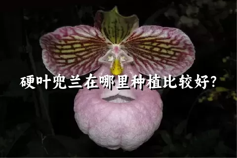 硬叶兜兰在哪里种植比较好？