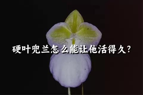 硬叶兜兰怎么能让他活得久？