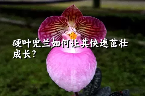 硬叶兜兰如何让其快速茁壮成长？