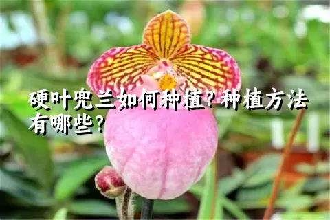 硬叶兜兰如何种植？种植方法有哪些？