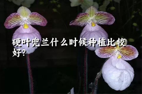 硬叶兜兰什么时候种植比较好？