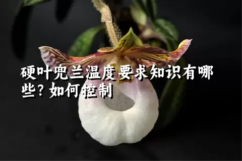 硬叶兜兰温度要求知识有哪些？如何控制