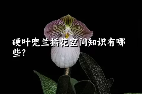 硬叶兜兰插花空间知识有哪些？