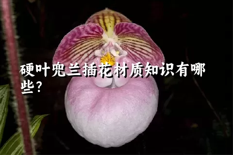 硬叶兜兰插花材质知识有哪些？