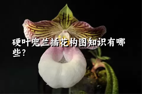 硬叶兜兰插花构图知识有哪些？